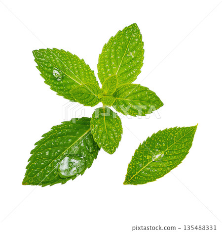 Fresh Mint Leaves Spread on a White Background for Use in Cooking and Decoration 135488331
