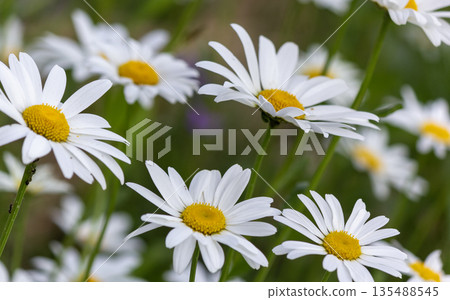 Spring field with daisy flowers, close-up 135488545