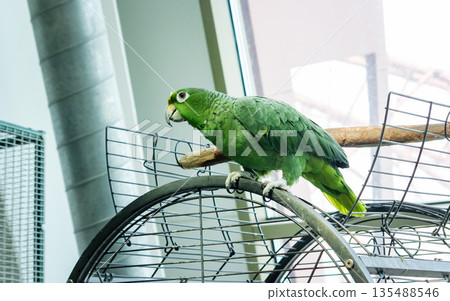 Green exotic parrot sitting on a wheel in the zoo, close-up Green exotic parrot sitting on a wheel in the zoo, close-up 135488546
