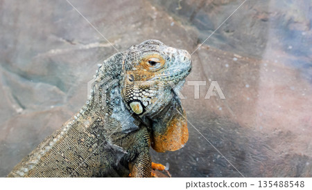 The common green iguana is a large arboreal, mostly herbivorous lizard The common green iguana is a large arboreal, mostly herbivorous lizard 135488548