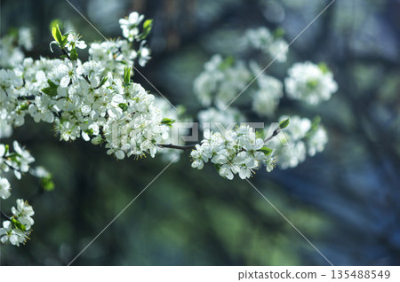 White cherry blossoms, cherry blossoms, with a side of tree branches and grass White cherry blossoms, cherry blossoms, with a side of tree branches and grass 135488549