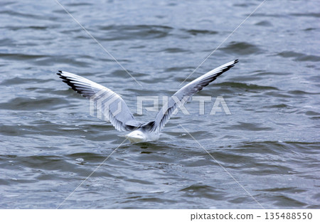 A seagull flying over the sea on a summer day A seagull flying over the sea on a summer day 135488550