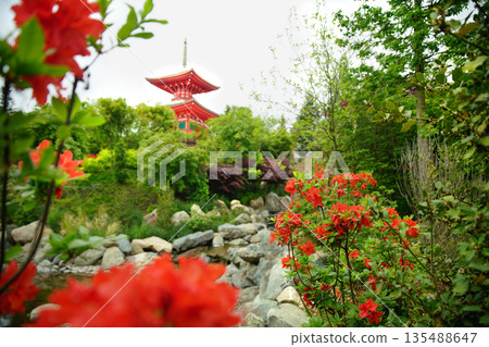 Orange rhododendron blossoms  and red pagoda in distance in Japanese garden 135488647
