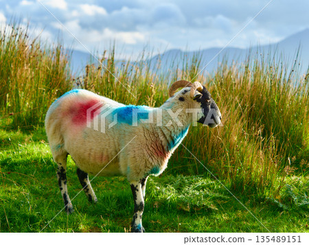 A marked horned sheep stands in a green field filled with tall grasses. The sheep has red and blue paint on its wool. Mountains are visible in the background under a partly cloudy sky. A marked horned sheep stands in a green field filled with tall grasses. The sheep has red and blue paint on its wool. Mountains are visible in the background under a partly cloudy sky. 135489151