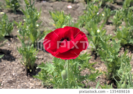 A single red poppy blooms in spring A single red poppy blooms in spring 135489816