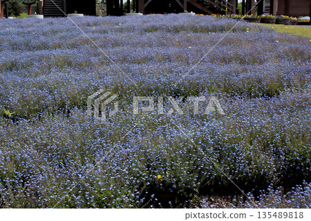 A spring landscape of blue nemophila flowers 135489818