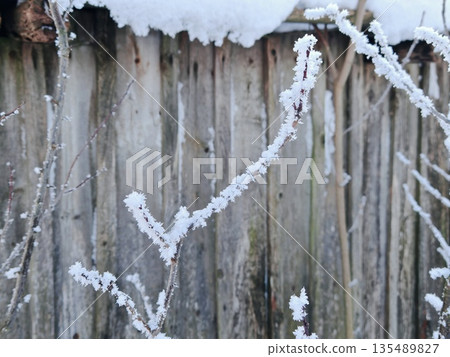 Frost Covered Branches on Wooden Fence. Close-up of delicate bare branches sparkling with thick hoarfrost against old wooden fence in winter. Magical frosty nature detail and cold weather texture. 135489827