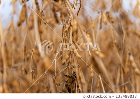 Soybeans grow in a field with brown pods ready for harvest as farmers prepare for the autumn season Soybeans grow in a field with brown pods ready for harvest as farmers prepare for the autumn season 135489838