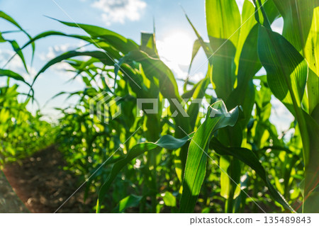 Corn plants stand tall in a field under bright sunlight, showing growth stages and preparing for harvest as the day progresses Corn plants stand tall in a field under bright sunlight, showing growth stages and preparing for harvest as the day progresses 135489843