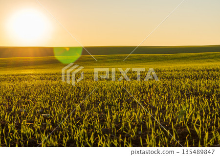 Wheat field shows green sprouts growing as the sun rises in the early morning light of winter Wheat field shows green sprouts growing as the sun rises in the early morning light of winter 135489847