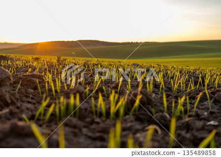 Wheat sprouts emerge from dark soil in a winter field as the sun sets behind green hills. Nature shows growth and change Wheat sprouts emerge from dark soil in a winter field as the sun sets behind green hills. Nature shows growth and change 135489858