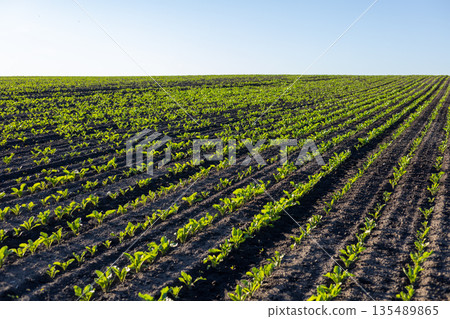 Sugar beet plants fill the field in neat rows, stretching across the land under the sunlight. Farming activity is evident in the soil 135489865