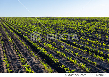 Rows of young sugar beet plants stretch across a field under clear blue skies, showing steady growth in the soil Rows of young sugar beet plants stretch across a field under clear blue skies, showing steady growth in the soil 135489866