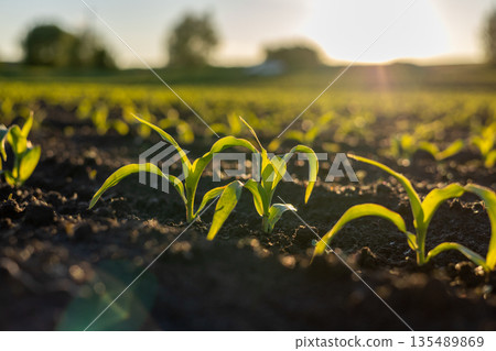 Corn seedlings emerge from the soil in a field under bright sunlight during daytime hours Corn seedlings emerge from the soil in a field under bright sunlight during daytime hours 135489869