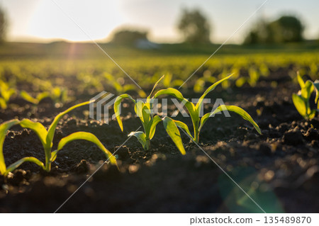 Small corn plants sprout from dark soil in a farming field at sunset with soft light shining on them Small corn plants sprout from dark soil in a farming field at sunset with soft light shining on them 135489870