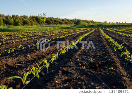 Corn seedlings sprout in straight lines on a farm field during the day with trees visible in the background Corn seedlings sprout in straight lines on a farm field during the day with trees visible in the background 135489871