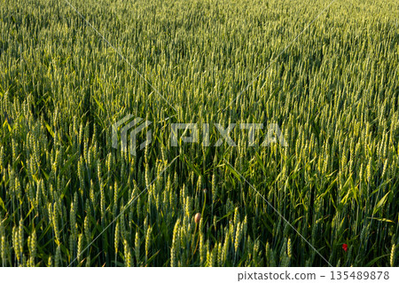 A close view of a wheat field displays countless green plants standing tall under the midday sun, representing agricultural practices A close view of a wheat field displays countless green plants standing tall under the midday sun, representing agricultural practices 135489878