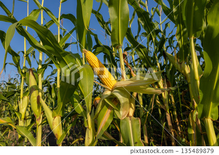 Tall corn plants stand in a field ready for harvest as ears of maize emerge from their leaves under a bright sky Tall corn plants stand in a field ready for harvest as ears of maize emerge from their leaves under a bright sky 135489879