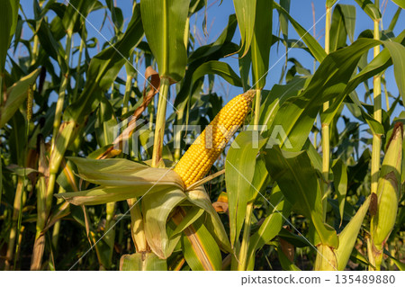 Tall green corn plants show a yellow ear of corn ready for harvest under clear blue skies during the growing season Tall green corn plants show a yellow ear of corn ready for harvest under clear blue skies during the growing season 135489880
