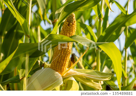 Corn plants show yellow ears ready for harvest in a green field under bright sunlight. The crops are growing well in this agricultural area Corn plants show yellow ears ready for harvest in a green field under bright sunlight. The crops are growing well in this agricultural area 135489881