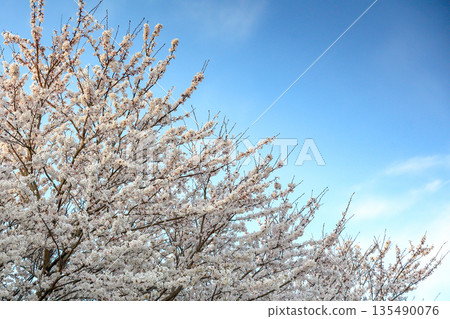 A row of cherry blossom trees in full bloom against the blue sky 135490076