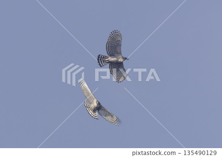 Two Mountain Hawk-Eagle birds flying together 135490129