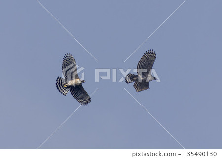 Two Mountain Hawk-Eagle birds flying together 135490130