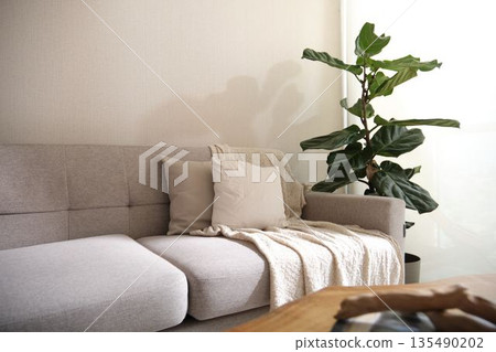 Cozy living room interior with fiddle leaf fig plant and natural light 135490202
