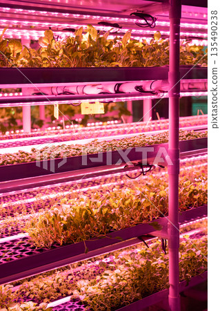 Microgreens under grow lights. Indoor vertical smart farm with hydroponics on stacks in greenhouse Microgreens under grow lights. Indoor vertical smart farm with hydroponics on stacks in greenhouse 135490238