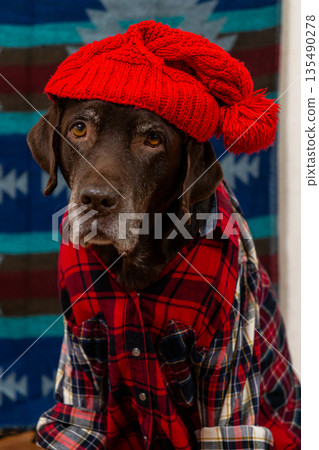 Labrador Retriever Dog in a red shirt and hat sits on the floor with sad face. Labrador Retriever Dog in a red shirt and hat sits on the floor with sad face. 135490278