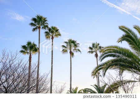 A winter park reminiscent of the tropics: a paradise hidden in the ordinary A winter park reminiscent of the tropics: a paradise hidden in the ordinary 135490311