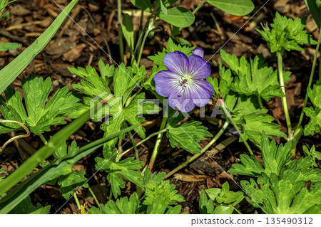 Geranium himalayense, is a species of plant in genus Geranium of the family Geraniaceae. Geranium himalayense, is a species of plant in genus Geranium of the family Geraniaceae. 135490312