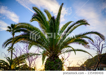 A winter park reminiscent of the tropics: a paradise hidden in the ordinary 135490408