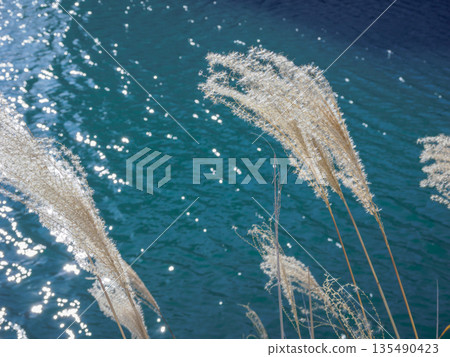 蒲葦在藍色的水面上搖曳 135490423