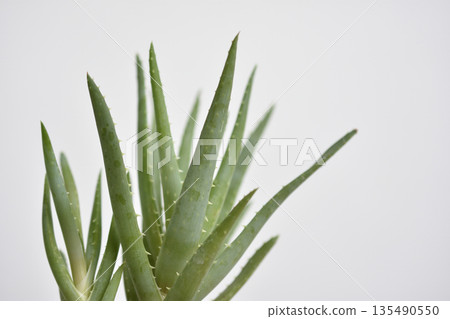 Aloe Aloe 135490550
