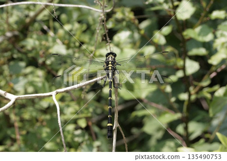 Japanese dragonfly 135490753