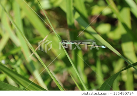 Blue Damselfly Dragonfly 135490754