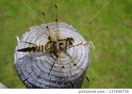 四斑蜻蜓 四斑蜻蜓 135490756