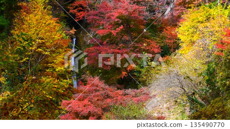 秩父(埼玉縣美濃町)華嚴瀑布的秋葉景色 秩父(埼玉縣美濃町)華嚴瀑布的秋葉景色 135490770