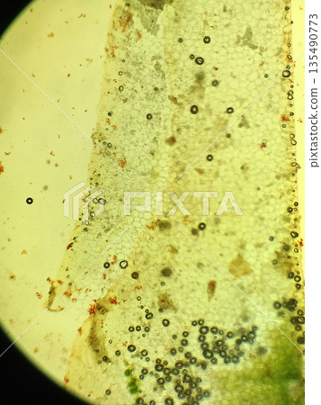 Microscopic structure of sample surface with bacterial spots and organic particles viewed through microscope for science, microbiology and education research background 135490773