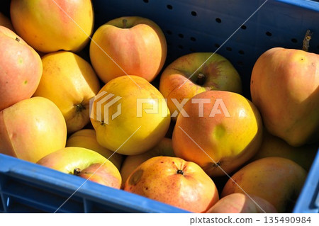 Moon Rouge apples harvested at an apple farm (Nakano City, Nagano Prefecture) 135490984