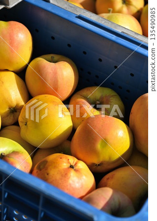 Moon Rouge apples harvested at an apple farm (Nakano City, Nagano Prefecture) 135490985