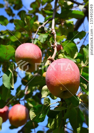 中野市蘋果的收穫季節（長野縣中野市） 135491049
