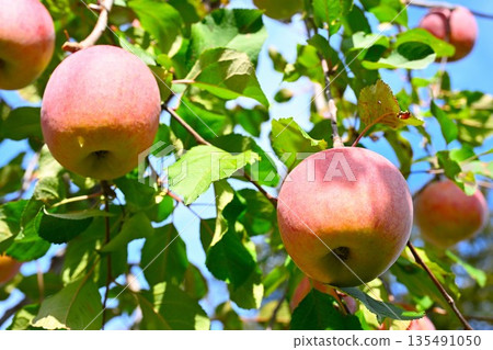 中野市蘋果的收穫季節（長野縣中野市） 135491050