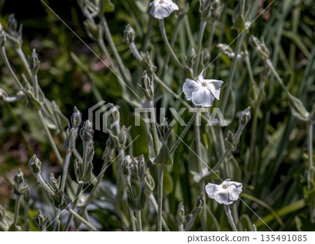 A summer-blooming white rose, or Lychnis coronaria Alba, grows in flowerbed in the botanical garden in Nitra, Slovakia. 135491085