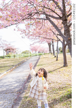 A girl stretching her hand to play under the cherry blossoms 135491102