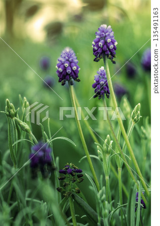 Beautiful Purple Flowers in Lush Green Garden Beautiful Purple Flowers in Lush Green Garden 135491163