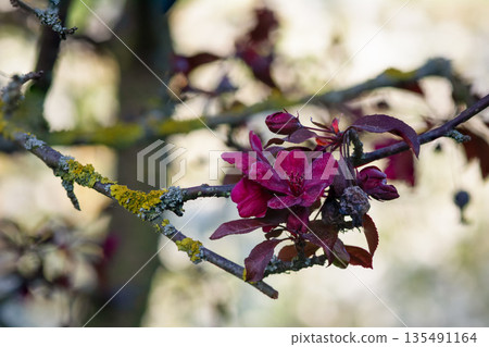 A beautiful close-up of blooming red apple blossoms 135491164