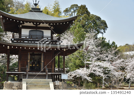 Kannon Hall and Cherry Blossoms at Kanshuji Temple (Yamashina Ward, Kyoto City) 135491240