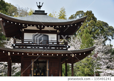 Kannon Hall and Cherry Blossoms at Kanshuji Temple (Yamashina Ward, Kyoto City) 135491241